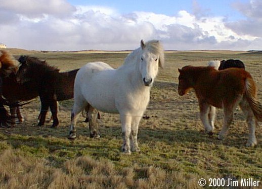 More Icelandic Horses 1999 Jim Miller - Olympus D-220L