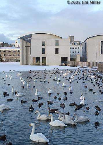 Tjrnin, Swans, and City Hall  2005 Jim Miller - Canon 10D, Canon EF 35mm f2.8