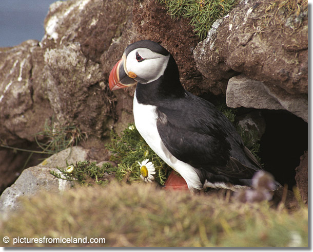 Atlantic Puffin (Fratercula arctica) - (c) Jim Miller / picturesfromiceland.com