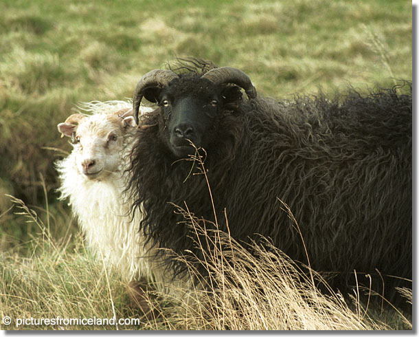 Contrasting Icelandic Sheep - (c) Jim Miller / picturesfromiceland.com