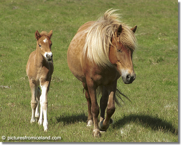 Icelandic Mare and Foal - (c) Jim Miller / picturesfromiceland.com