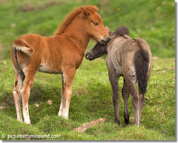 Icelandic Foals - (c) Jim Miller / picturesfromiceland.com