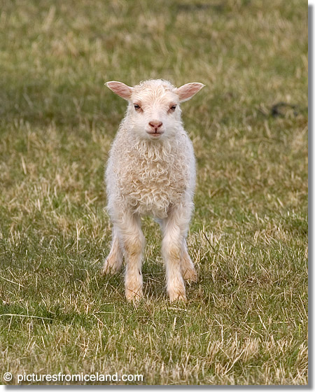 Icelandic Lamb - (c) Jim Miller / picturesfromiceland.com