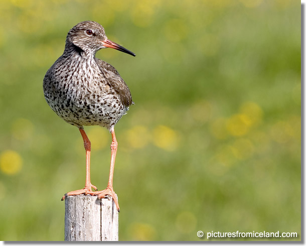 Redshank (Tringa totanus) - (c) Jim Miller / picturesfromiceland.com