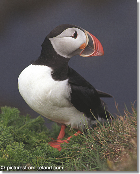 Atlantic Puffin (Fratercula arctica) - (c) Jim Miller / picturesfromiceland.com