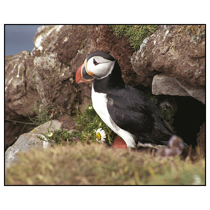 Atlantic Puffin (Fratercula arctica) - (c) Jim Miller / picturesfromiceland.com