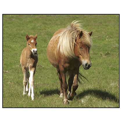 Icelandic Mare and Foal - (c) Jim Miller / picturesfromiceland.com