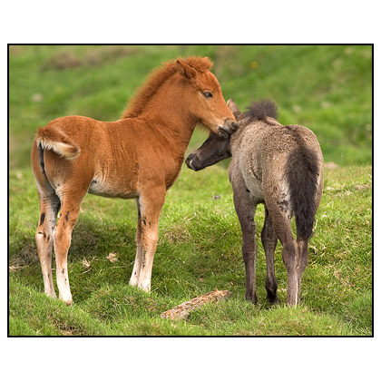 Icelandic Foals - (c) Jim Miller / picturesfromiceland.com