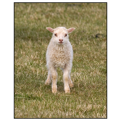 Icelandic Lamb - (c) Jim Miller / picturesfromiceland.com