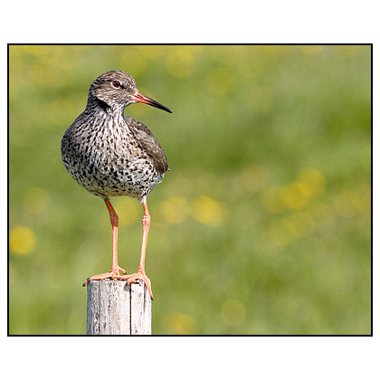 Redshank (Tringa totanus) - (c) Jim Miller / picturesfromiceland.com