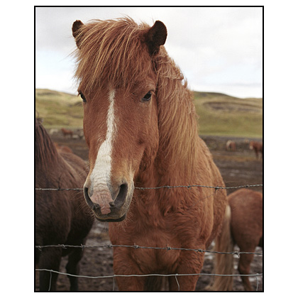 Icelandic Horse - (c) Jim Miller / picturesfromiceland.com