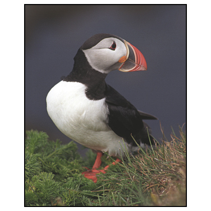 Atlantic Puffin (Fratercula arctica) - (c) Jim Miller / picturesfromiceland.com