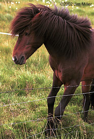 Icelandic Horse Profile ©2002 Jim Miller - Canon Elan 7e, Canon 75-300mm USM, Fuji Superia 100