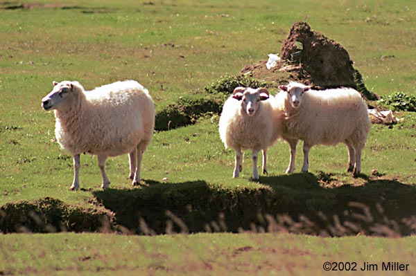 Momma/Lambs ©2002 Jim Miller - Canon Elan 7e, Canon 75-300mm USM, Kodak Gold 100