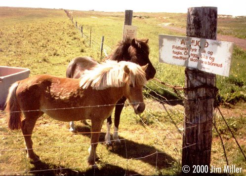 Icelandic Horses ©1997 Jim Miller - Unknown P/S, Fuji HG 200