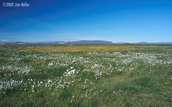 Arctic Cotton and Flowers © 2002 Jim Miller - Canon Elan 7e, Canon 28mm f2.8, Fuji Sensia 100 