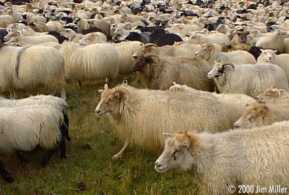 Grindavík Sheep Roundup © 1998 Jim Miller - Olympus D-220L