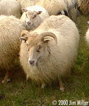 Icelandic Sheep  1998 Jim Miller - Olympus D-220L