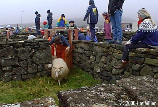 Icelandic Sheep Catching © 1998 Jim Miller - Olympus D-220L