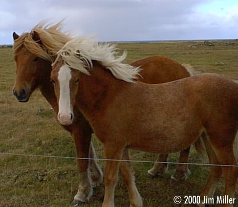 Icelandic Horses © 1998 Jim Miller - Olympus D-220L