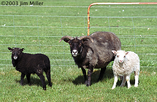 Momma/Lambs ©2003 Jim Miller - Canon Elan 7e, Canon 75-300mm USM, Kodak Gold 100