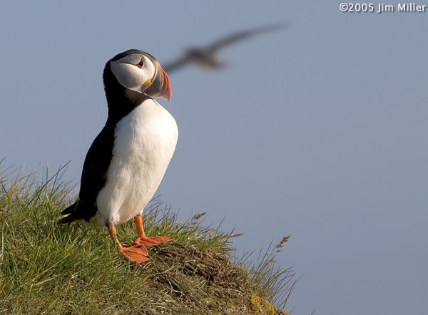 Puffin with Silhouette 2005 Jim Miller - Canon 10D, Canon EF 300mm f4 L