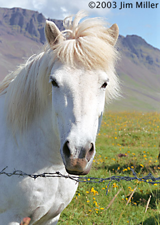 White Icelandic Horse ©2003 Jim Miller - Canon Elan 7e, Canon EF 28mm f2.8, Fuji Superia 100