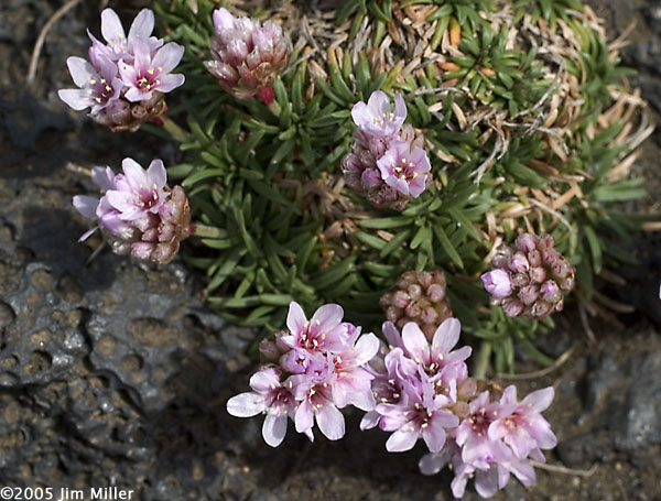 Pink Flowers in Lava Rock 2004 Jim Miller - Canon EOS 10D, EF 50mm Macro f2.5