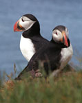 Puffins