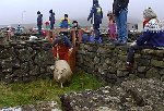 Catching Sheep the Icelandic Way