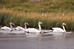 Whooper Swan Family