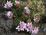 Pink Flowers in Lava Rock